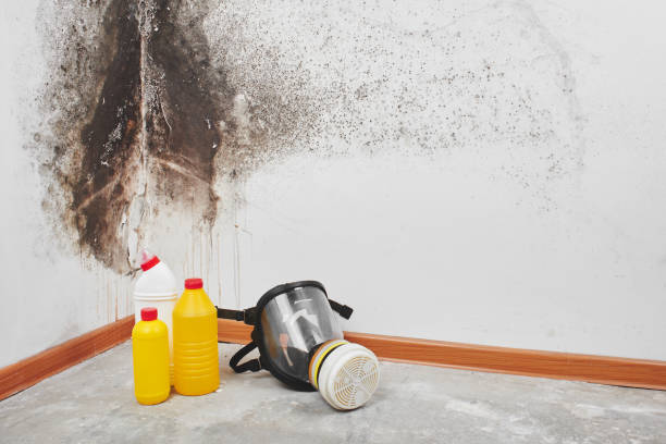 Best Home Mold Removal  in North Grosvenor Dale, CT