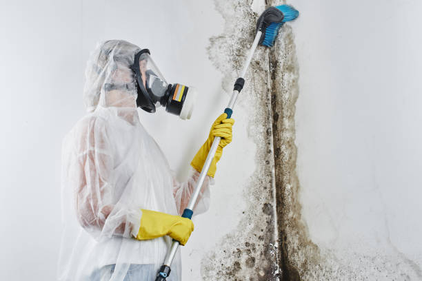 Reliable North Grosvenor Dale, CT Mold Removal Solutions