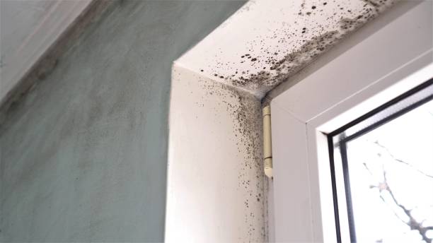 Best Mold Testing  in North Grosvenor Dale, CT