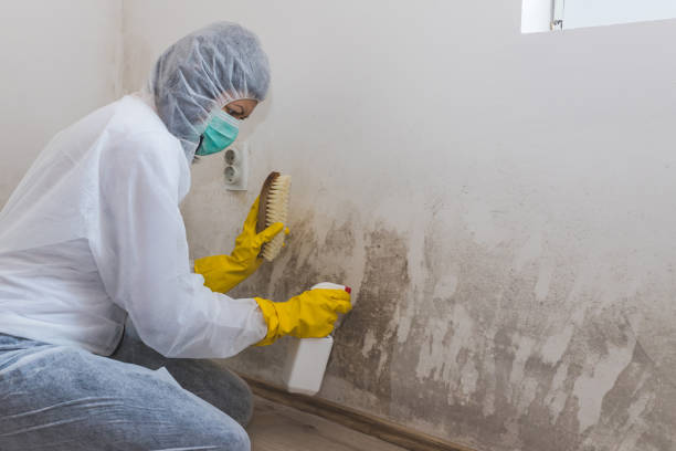 Office Mold Removal Services in North Grosvenor Dale, CT