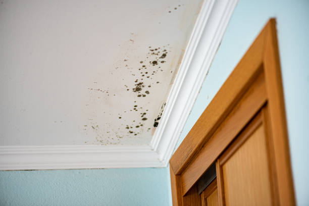 Best Best Mold Removal Companies  in North Grosvenor Dale, CT