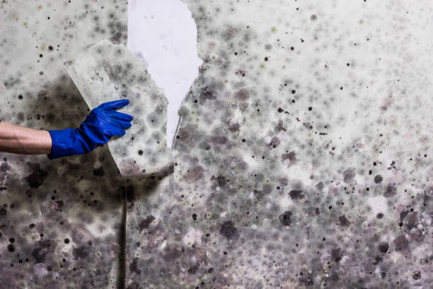 Best Affordable Mold Removal  in North Grosvenor Dale, CT