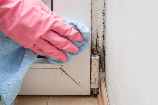 Best Mold Removal Near Me  in North Grosvenor Dale, CT