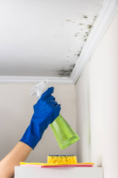 Best Local Mold Removal Service  in North Grosvenor Dale, CT